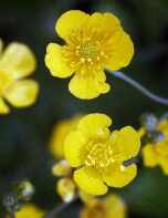 flor